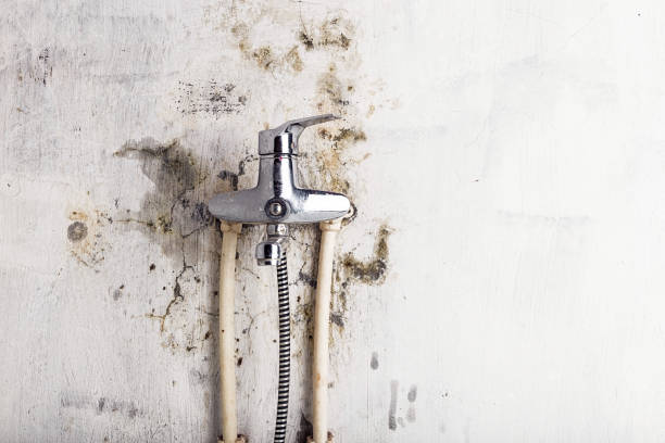 Best Home Mold Removal  in Lake Wilderness, VA