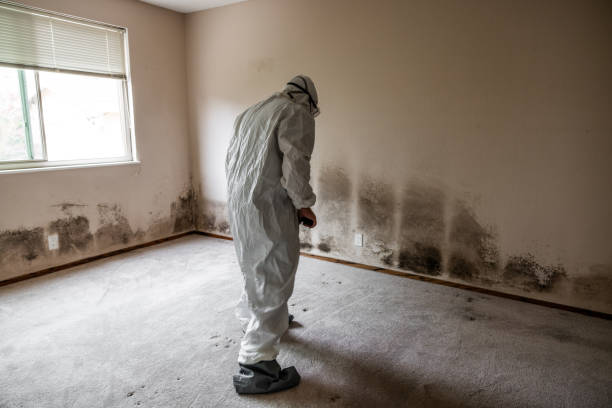 Best Certified Mold Removal  in Lake Wilderness, VA